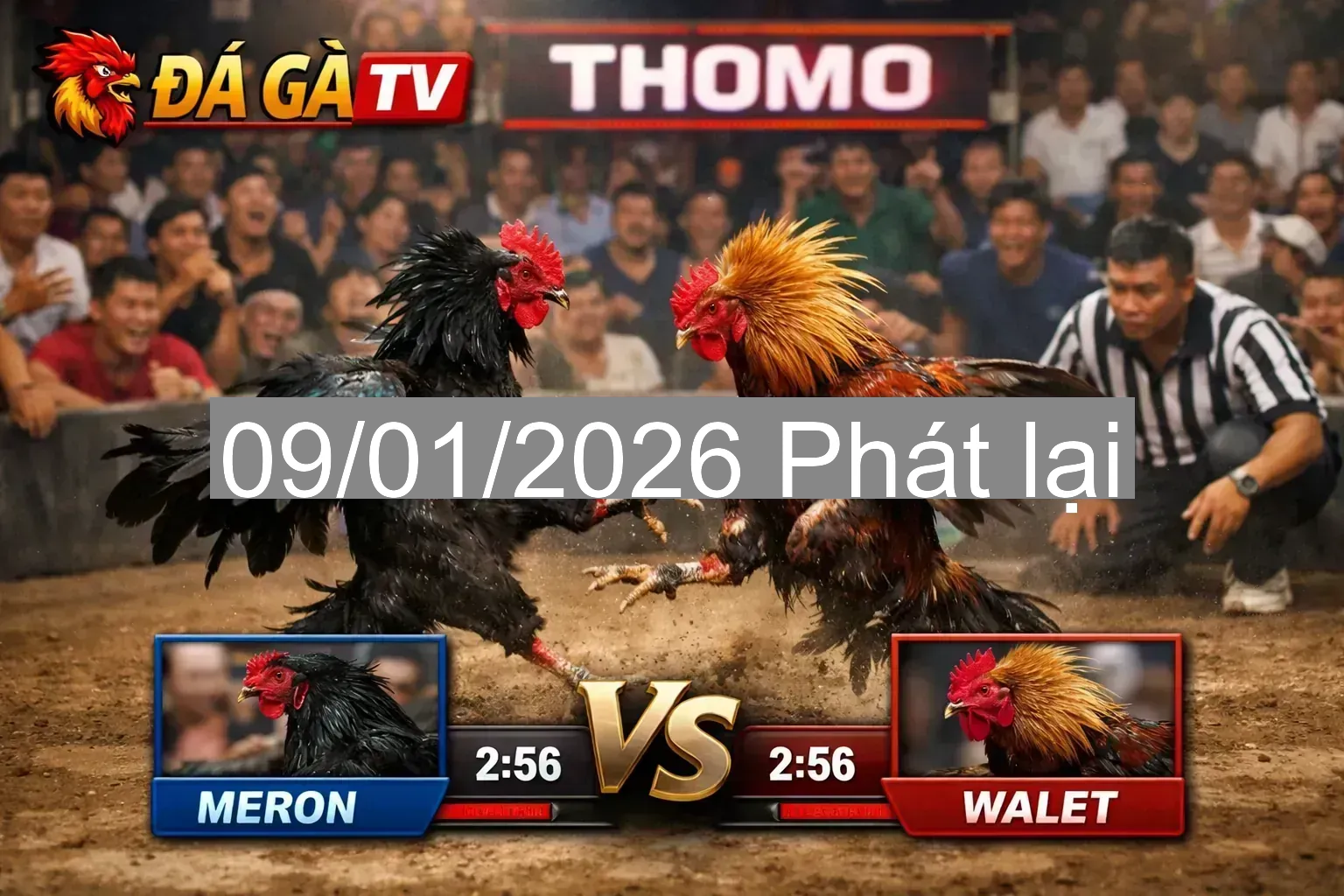 🔥 Video đá gà Thomo TH7B 09/01/2026